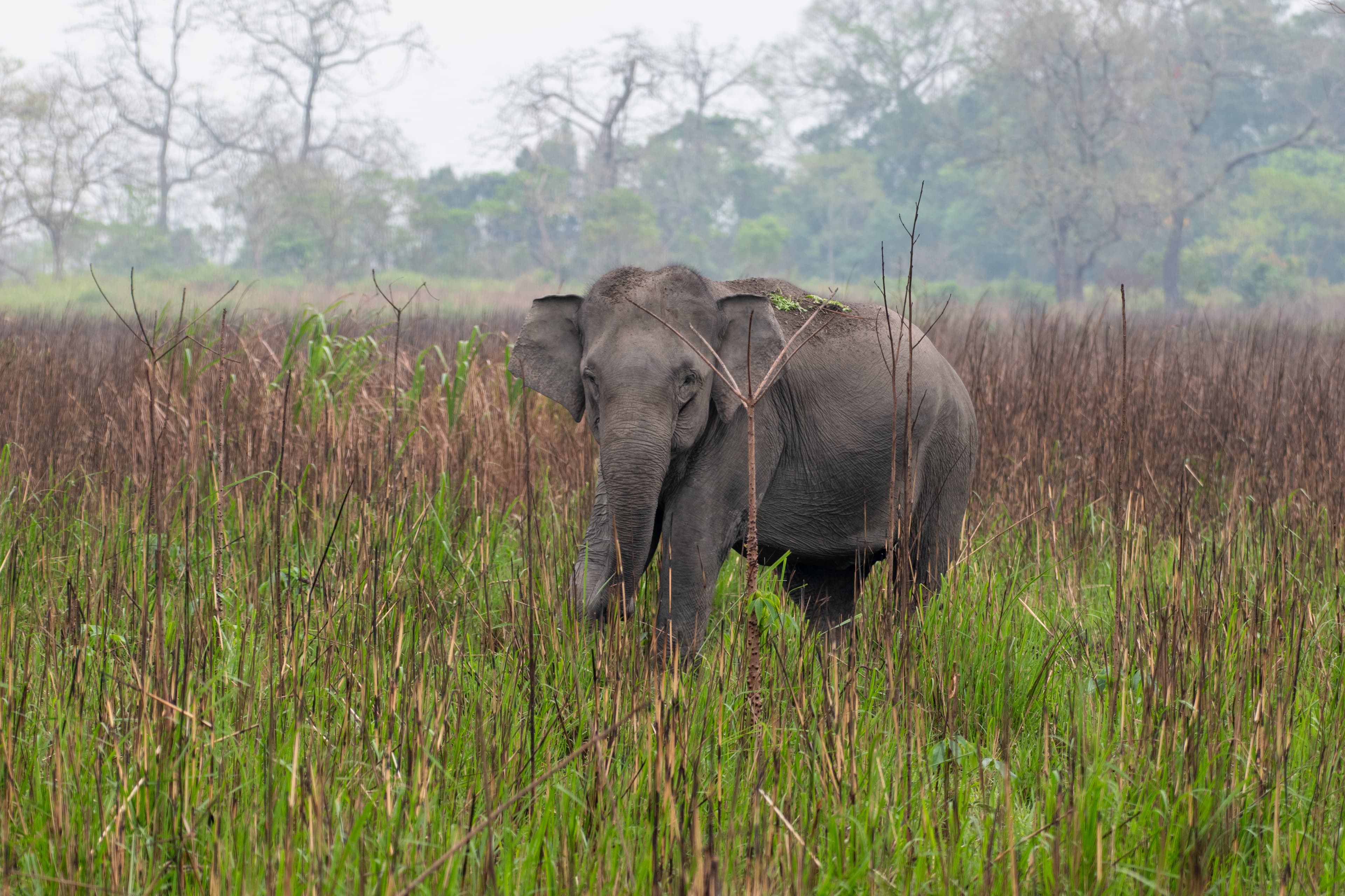 An Indian elephant stands amid tall grasses and green vegetation at Kaziranga National Park