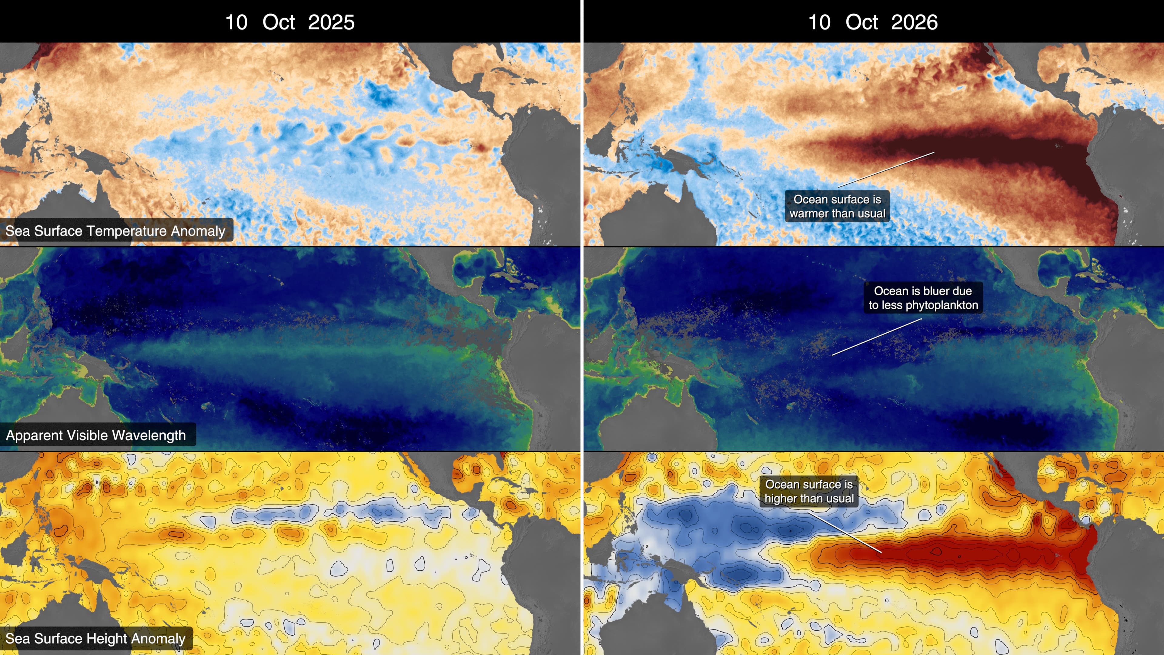 Six maps compare October 10, 2025 and 2026 Pacific surface temperature, ocean colour and sea-surface height, with warmer and higher water in the eastern Pacific in 2026
